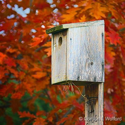 Autumn Bird Box_00014.jpg - Photographed at Ottawa, Ontario, Canada.